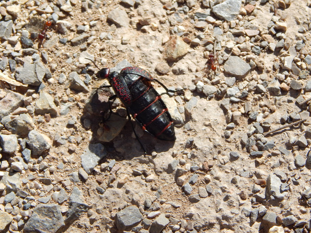 Megetra cancellata