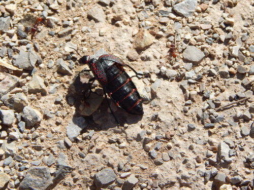 Megetra cancellata