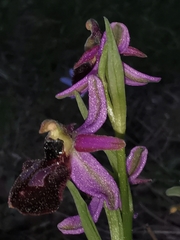 Ophrys exaltata arachnitiformis