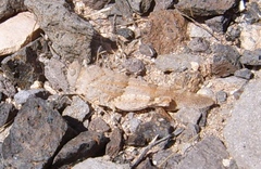 Sphingonotus fuerteventurae