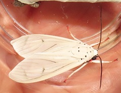 Amerila lupia