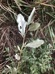Elaeagnus oldhamii