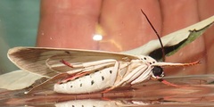 Amerila lupia