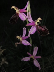Ophrys exaltata arachnitiformis