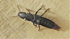 Platydracus scabrosus