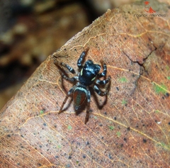 Kalcerrytus