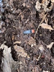 Ampedus rubricollis