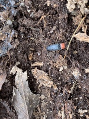 Ampedus rubricollis