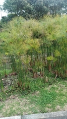 Cyperus papyrus