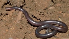 Afrotyphlops bibronii