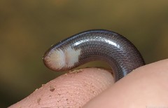 Afrotyphlops bibronii