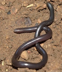 Afrotyphlops bibronii