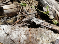 Liolaemus cyanogaster
