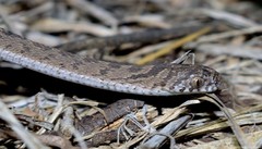 Dasypeltis scabra