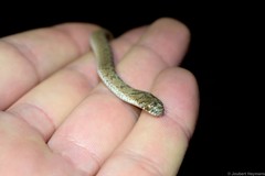 Dasypeltis scabra