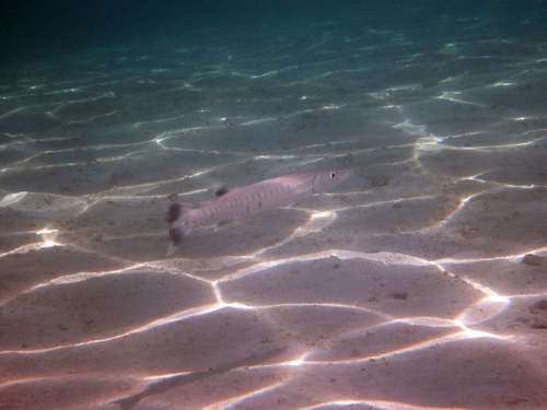 Sphyraena barracuda