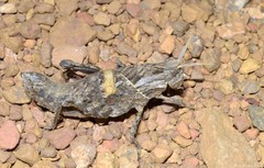 Lobosceliana