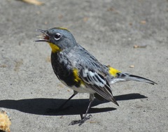 Setophaga coronata