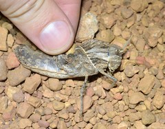 Lobosceliana