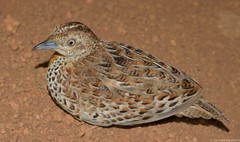 Turnix sylvaticus