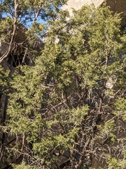 Juniperus phoenicea