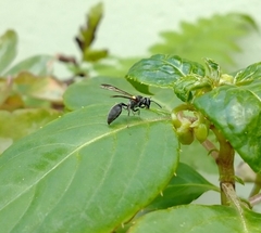 Polybia scutellaris