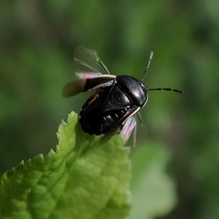 Canthophorus maculipes