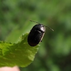Canthophorus maculipes