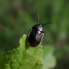 Canthophorus maculipes