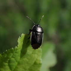 Canthophorus maculipes