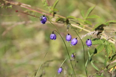 Adenophora stenanthina