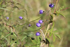 Adenophora stenanthina