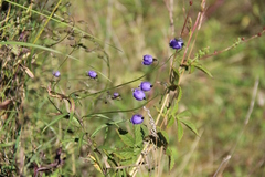 Adenophora stenanthina