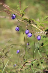 Adenophora stenanthina