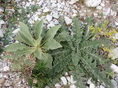 Verbascum boerhavii