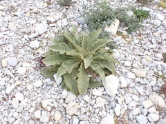 Verbascum boerhavii