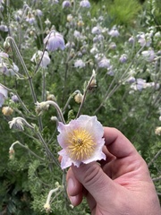 Clematis villosa stanleyi