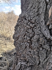 Pseudomonas