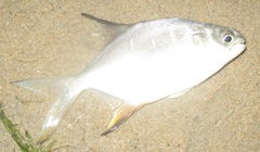 Trachinotus goodei