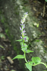 Asyneuma campanuloides