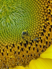 Melissodes agilis