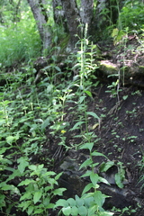 Asyneuma campanuloides