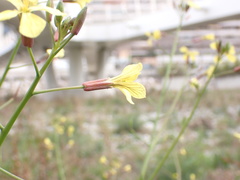 Raphanus raphanistrum landra