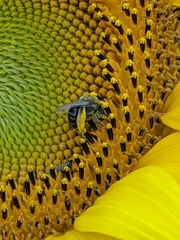 Melissodes agilis