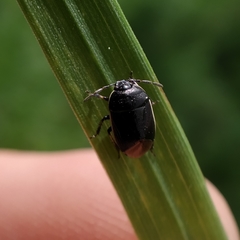 Canthophorus maculipes