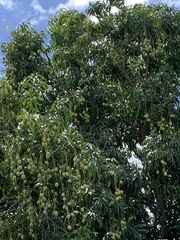 Mangifera indica
