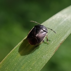 Canthophorus maculipes