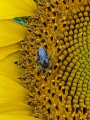Melissodes agilis