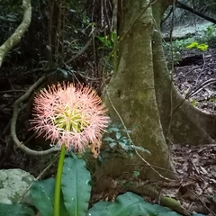 Scadoxus multiflorus katharinae