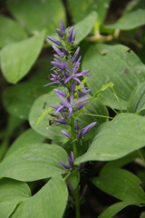 Asyneuma campanuloides